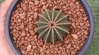 The Unexpected Allure of Cactus Beauty