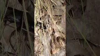 Beetle - Millipede Showdown