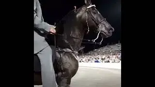 !TW! Abuse! #abuse #horse #biglick #horseabuse #stop