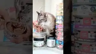 🐰 Rabbit Recipe 🐇 Merrick Purrfect Bistro Grain Free Pate Wet Cat Food Eating Reviews