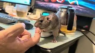 Warning: this can happen if you let your rat free range in your home office!
