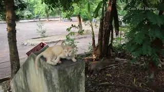 Stray cat responds with its Meow when called