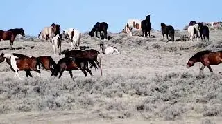 Conflict - McCullough Peaks Wild Horses