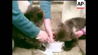 BABIES AT THE ZOO - COLOUR