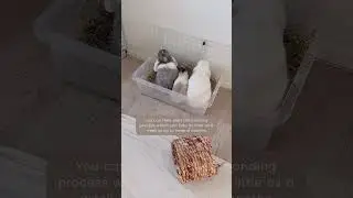 Introducing Rabbits | Bonding Rabbits | Giving Your Rabbit The Best Start In Life | Rabbit Pairing