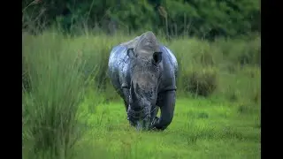 &ldquo;FROM EXTINCTION TO PROTECTION: THE STORY OF ZIWA RHINO