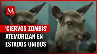 Enfermedad de 'ciervos zombies' enciende la alerta en Canad&aacute; y EU ante posible contagio a humanos