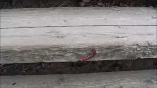 Cossus cossus - the goat moth fotos and caterpillar video.