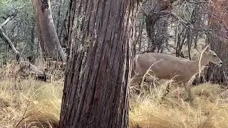 Backpacking Big Bend Chisos Basin: These Two Deer Visited Daily At Juniper Canyon South Rim Campsite