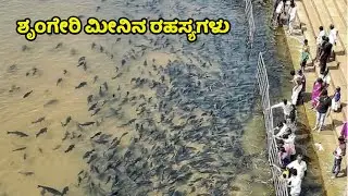 ಶೃಂಗೇರಿ ಮೀನಿನ ರಹಸ್ಯಗಳು  | Sringeri Lucky Fish | Sringeri | Kannada News | Sringeri Sharadamaba