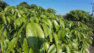 Vải U Hồng sớm Lục Ngạn đã báo hoa sau hai lần đánh HPC
