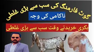Big mistake in goat farming | &lrm;goats farming in pakistan | goat farming &lrm;in pakistan |