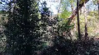 Chatty Calls and Chirps of Northern Cardinal and Carolina Wrens