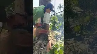 Woodworking project tree cutting Techniques #shorts #treecutting #chainsaw