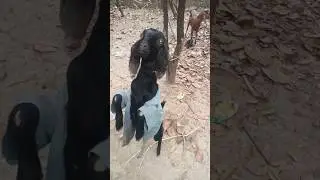 Acrobat by a Goat