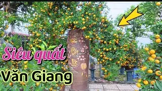 Choáng ngợp “” QUẤT VĂN GIANG SIÊU ĐẸP 