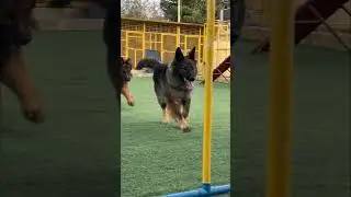 Welcome to Elite Pets - Dog Training Center  #dogtraining #obediencetraining  #germanshepherd #dog