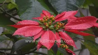 Poinsettia as an Ornamental Species Propagation Varieties and Global Popularity
