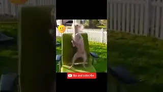 funny dog dance |funny animals compilation | #shorts #viral #funny #dogs #pets #shortvideo