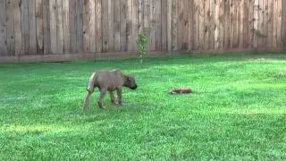 Rhodesian Ridgeback -- Lion Hunter in Training