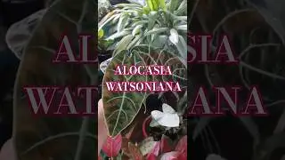 Alocasia Watsoniana &ndash; Rare Elephant Ear Beauty | Care Tips 🌱