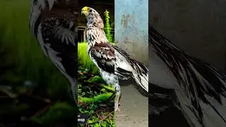 Sindhi murga video TikTok filter video aseel#shortsfeed #bird #goneviral #chicken #viral