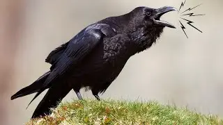 Baby Crow bird sound while their parents making hell of noise  out there