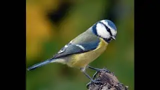 Uccelli - Cinciarella - Canto degli Uccelli