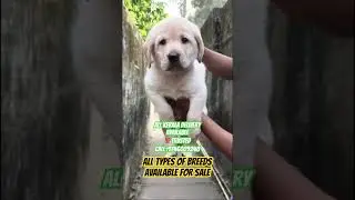 Dogs for sale . Call :9746009248 #beagle #dog #germanshepherd #kerala #goldenretriever #labrador
