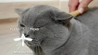 CAT FLEA COLLAR BENEFITS