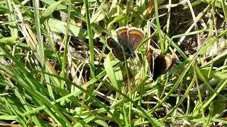 'Worstelende' bruine blauwtjes