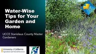 Water-Wise Tips for Your Garden and Home