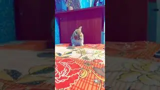 #bunnylove#lovecleaning