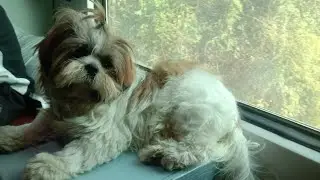  Chelsi First Time Train Travel 🌴 #journey #travel #trending #viral #vlog #dog #shihtzu #train #goa 