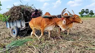 Bullock Cart Heavy Mud Stuck in Heavy Loaded Pulling | buffalo video