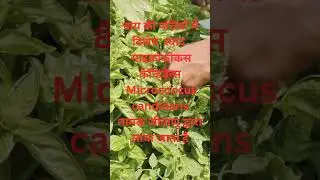 #tea #micrococcus candidans #neet #biology #zoology