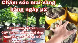 chăm sóc mai vàng hàng ngày p2 , bán quá đắc hàng , vô phôi đẹp quá