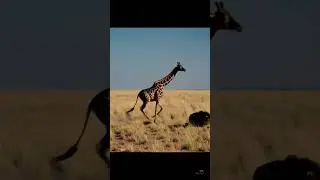 a fierce battle between a lion and a giraffe / #animals #animallife #wildlife