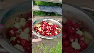 земляника Руяна, Барон Салемахер и Заря