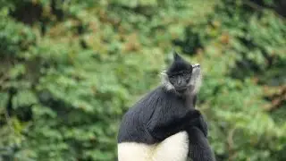One of the world's most endangered monkeys
