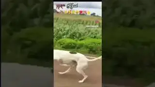 gryhound dog receing | New Short Video#animals #dog #shortsfeed #dogshorts #viral #ytshort #ytshorts