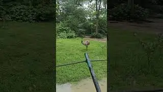 Emu bird # zoo # negara # malaysia # fastest running bird # kids # park