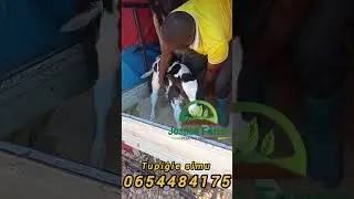 WEKA ODA YA NG'OMBE KUTOKA  KWETU LEO.