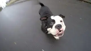 Sonntagsspaziergang, Oh man bin ich genervt| Planet Bulldogs Old English Bulldog