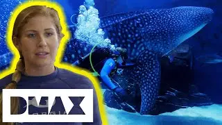 Divers Use Massive Needle To Give This Whale Shark A Blood Test! | The Aquarium