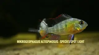 Bolivian ram - #Mikrogeophagus  #altispinosus