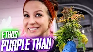 Ethos Purple Thai! Heavens First Floraflex Run!