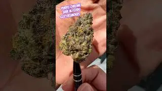 Purple Chrome #8 from JGrows420 #subscribe #freetheplant #420community #purplechrome #jgrows420