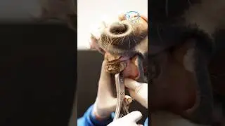 Un appareil dentaire&hellip; pour un cheval ?