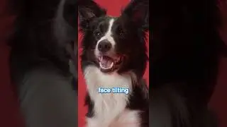Why Dogs Tilt Their Heads? #facts #learnsomethingnew #science